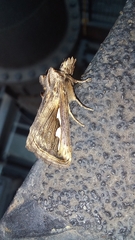 Didugua argentilinea