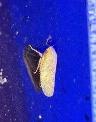 Curtara insularis