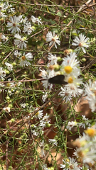 Cisseps fulvicollis