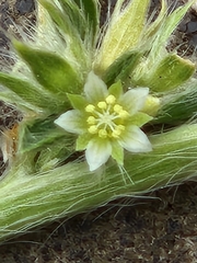 Ditaxis serrata