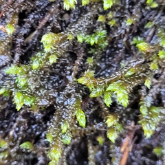 Hygrohypnum luridum
