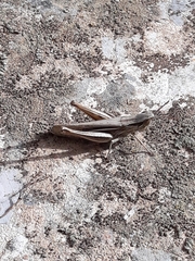 Euchorthippus albolineatus