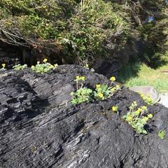 Potentilla villosa