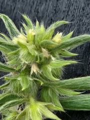 Ditaxis serrata