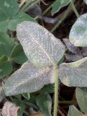 Erysiphe trifoliorum