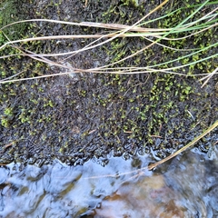 Hygrohypnum luridum