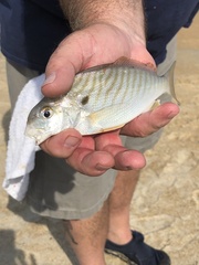 Leiostomus xanthurus