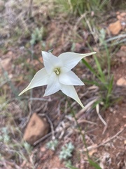 Gladiolus longicollis