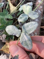 Erysiphe trifoliorum