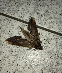 Xylophanes ceratomioides