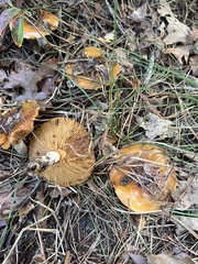 Cortinarius mucosus
