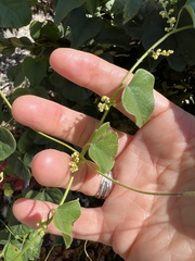 Cocculus carolinus