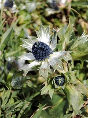 Eryngium carlinae