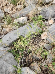 Ditaxis serrata