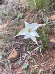 Gladiolus longicollis
