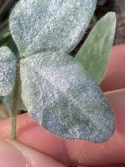 Erysiphe trifoliorum