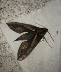 Xylophanes ceratomioides