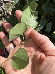 Cocculus carolinus
