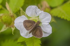 Callimormus interpunctata