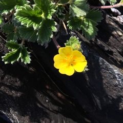 Potentilla villosa
