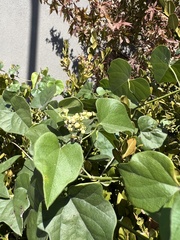 Cocculus carolinus