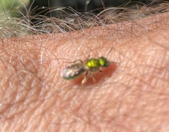 Augochlora pura