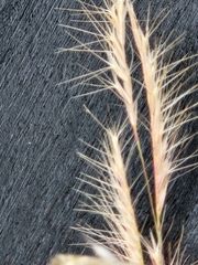 Bouteloua trifida