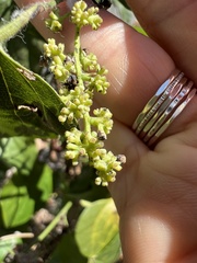 Cocculus carolinus