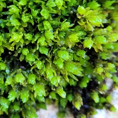 Encalypta streptocarpa