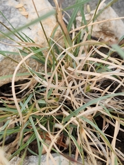Bouteloua trifida