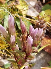 Gentianella amarella