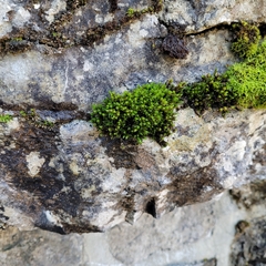 Encalypta streptocarpa