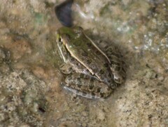 Lithobates berlandieri