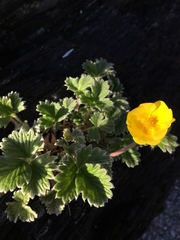 Potentilla villosa