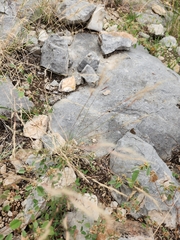 Bouteloua trifida