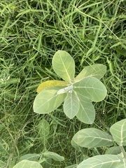 Calotropis