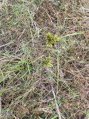 Cyperus polystachyos