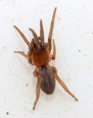 Ariadna