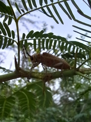 Celosterna scabrator