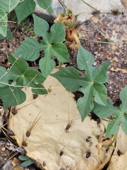 Ipomoea lindheimeri