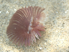 Acromegalomma vesiculosum