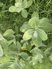 Calotropis gigantea
