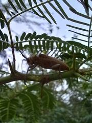 Celosterna scabrator