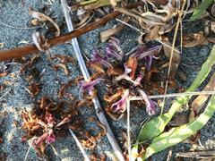 Aphyllon californicum californicum