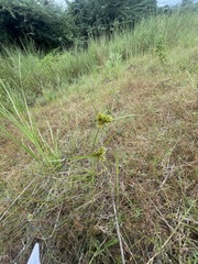Cyperus polystachyos