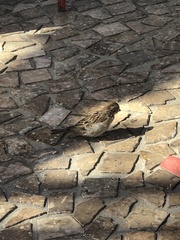 Passer domesticus