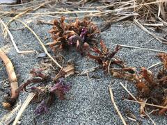 Aphyllon californicum californicum