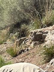 Ampelodesmos mauritanicus