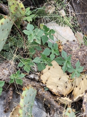 Ipomoea lindheimeri