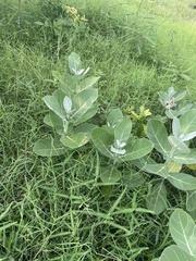 Calotropis